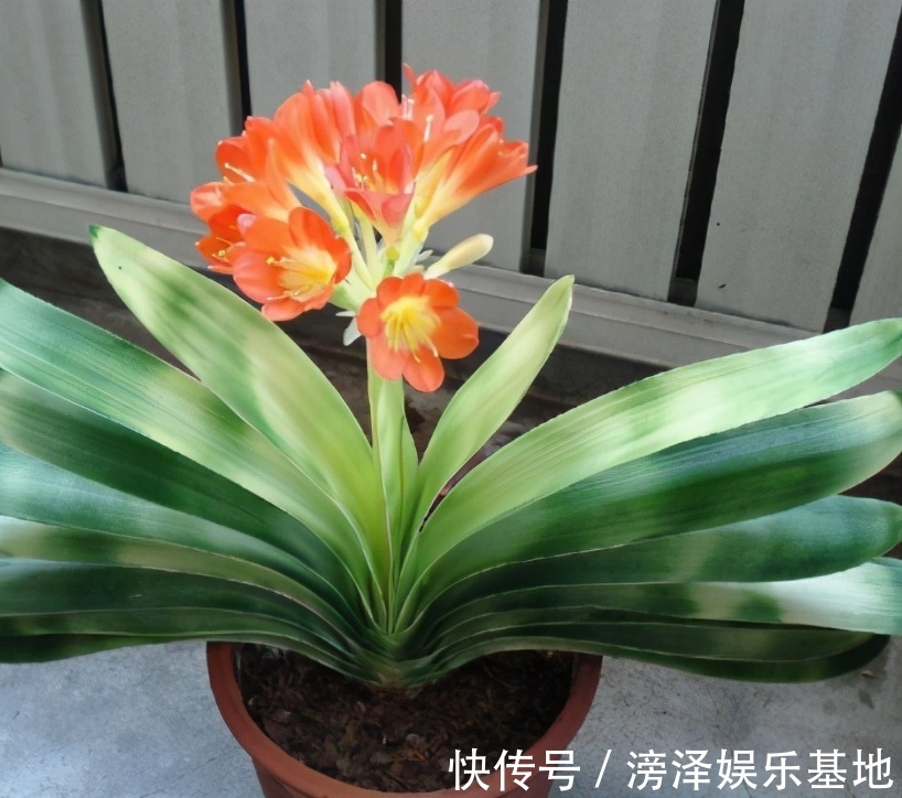 生长期|君子兰进入生长期,春天做好“3足”,新叶长得多,整齐又油亮