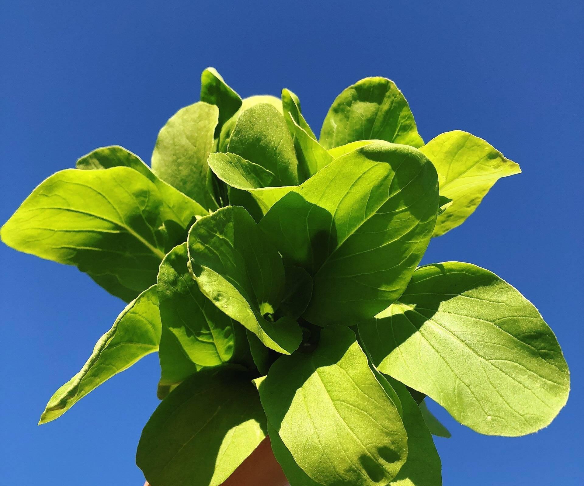 秋冬阳台可种“2种菜”,长势特别好,好养好看好吃很实用