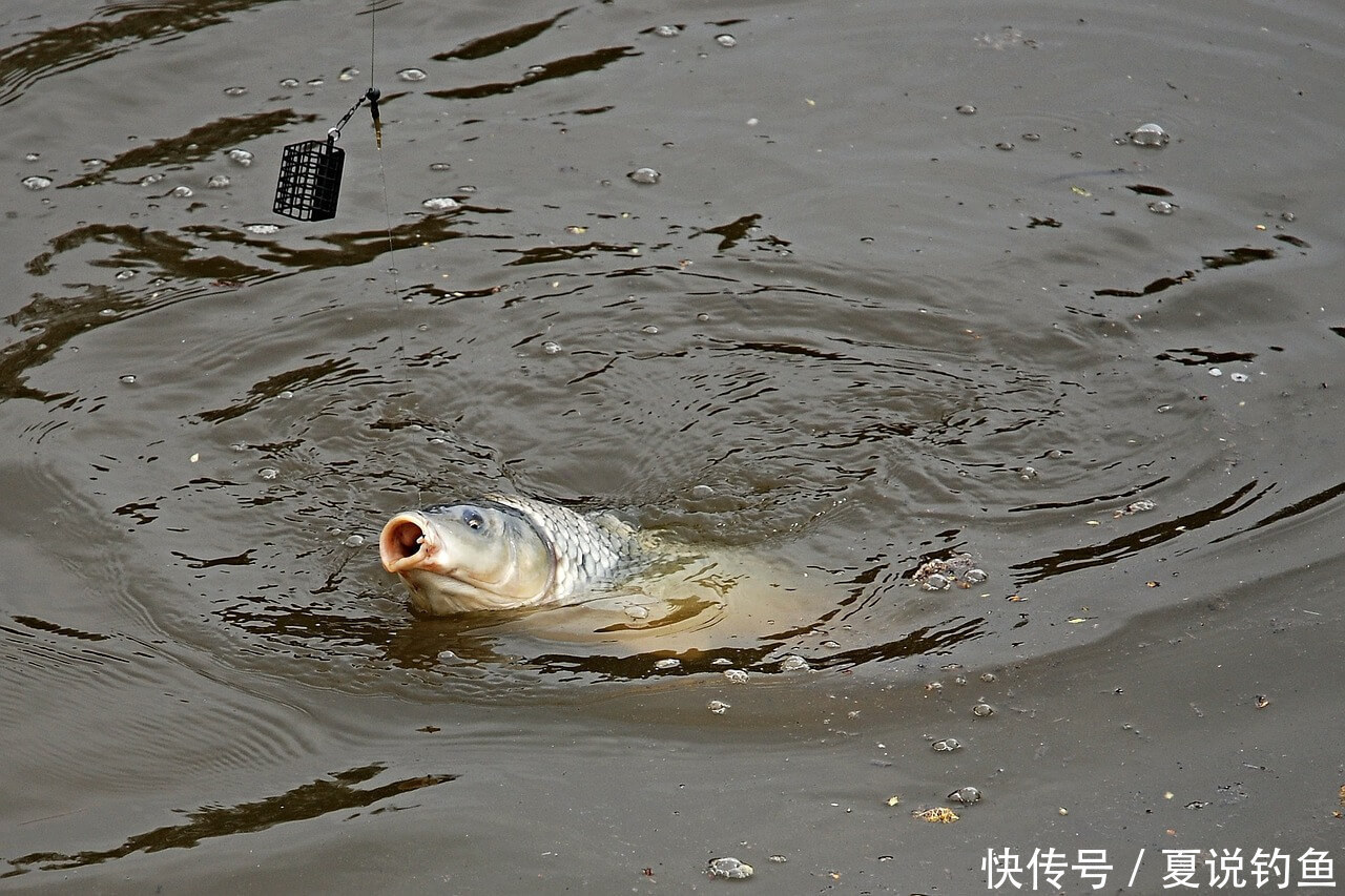 [鱼的生活规律] 鲤鱼的六大习性，中鱼需科普