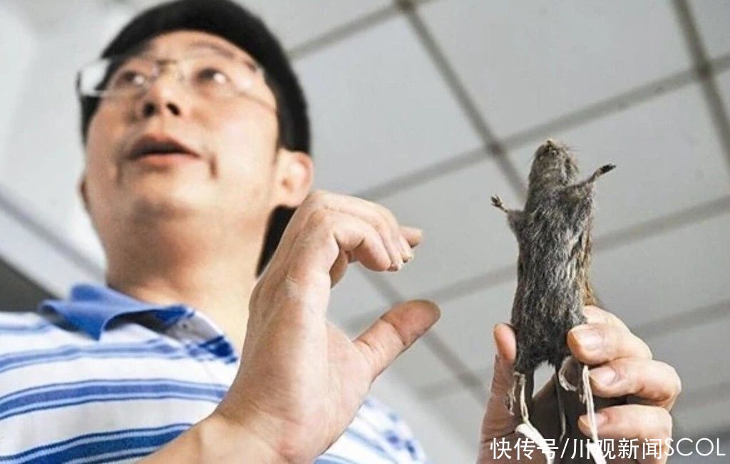 鼠疫菌|宁夏确诊鼠疫患者病情危重 专家：去川西北高原旅游别碰“萌萌哒”土拨鼠