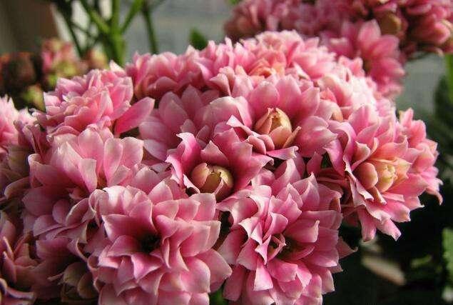 落花苞|长寿花开得正艳,倒了一瓶啤酒,结果“悲催”了