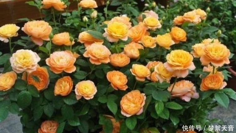 4种富贵花,添福添贵添好运,迷人的花朵,开满整个花盆