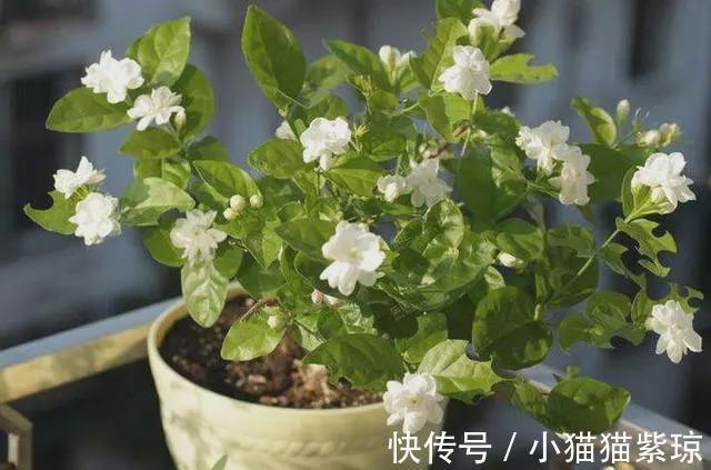 小技巧|茉莉花期的管理,三个小技巧,让茉莉花开的更久
