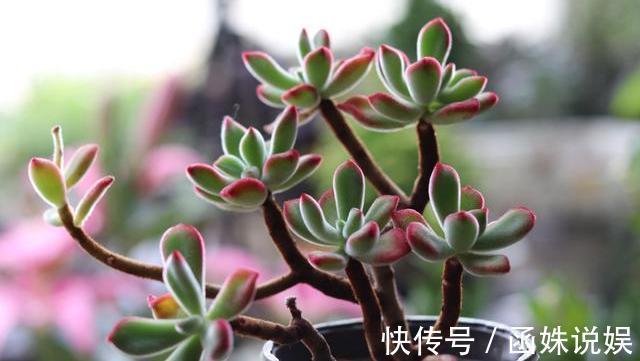 9月养多肉,做好“这1步”,告别叶片干瘪,7天恢复饱满肥嘟嘟