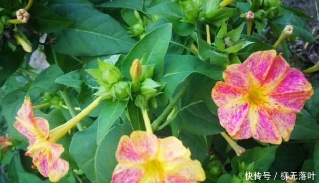 花友有10种花，个头很漂亮，名字却是土掉渣的，差点错过