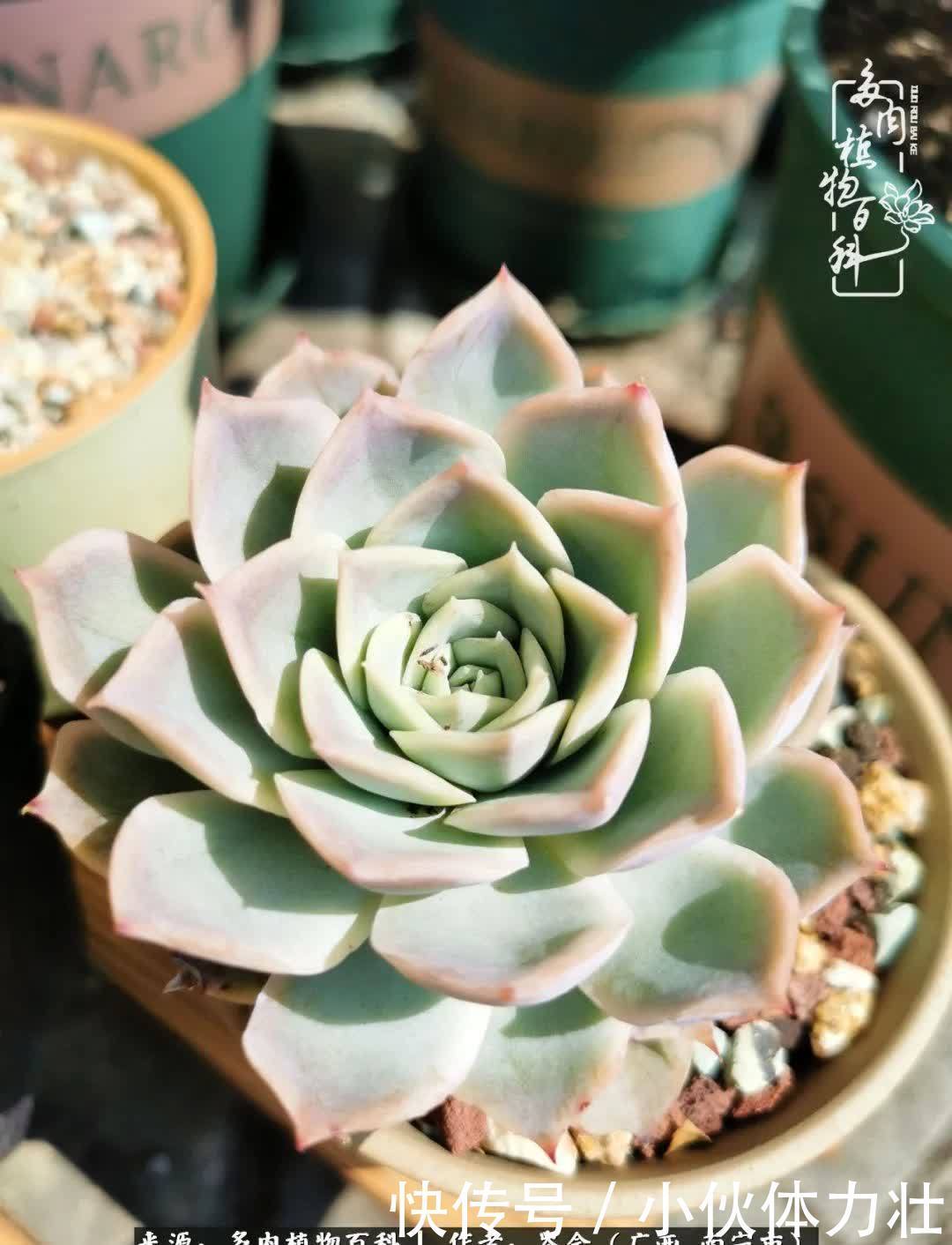 锦晃星|时光不再，人心在，多肉在！