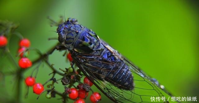 桑中生李、辽东之豕、蜀犬吠日、吴牛喘月都有什么典故!