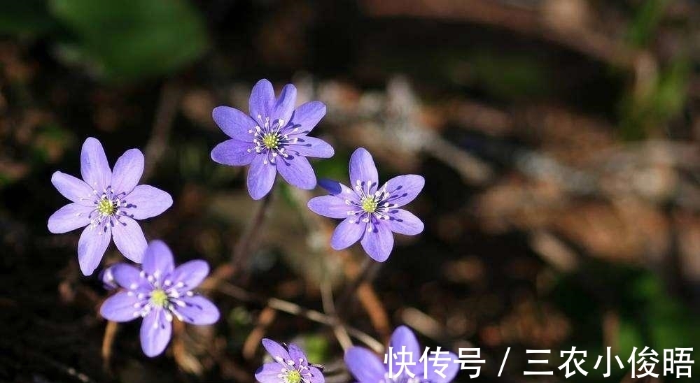 齐名|一种与樱花齐名, 但好像比它更珍贵的花