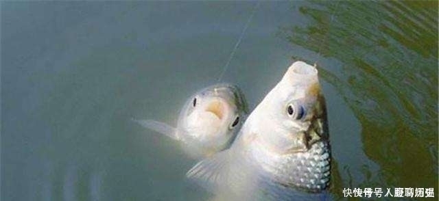 小鱼闹窝就不钓了记牢老钓友这“妙招”,上钩的全是大鱼,莫忽视