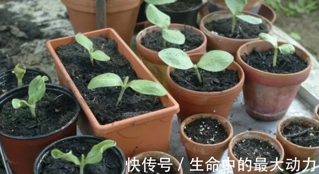 家中养花,盆里撒上3种小东西,不生小虫子