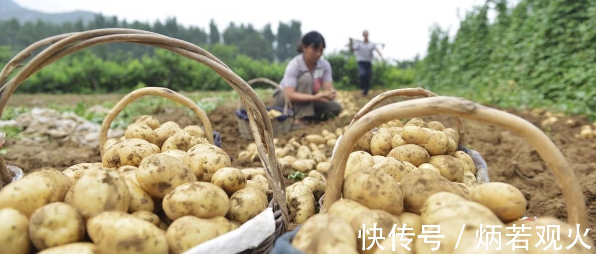 升糖指数|土豆、红薯、山药的淀粉含量高，升血糖还是降血糖糖友能常吃吗