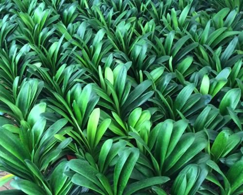 养君子兰没那么难,只用一土一肥一环境,就能自然长得好