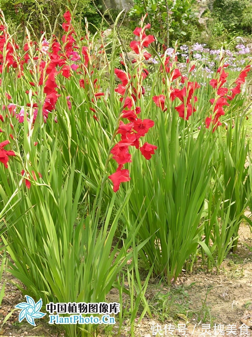 止痛|搜山黄,见过吗解毒散瘀,消肿止痛用于跌打损伤,咽喉肿痛