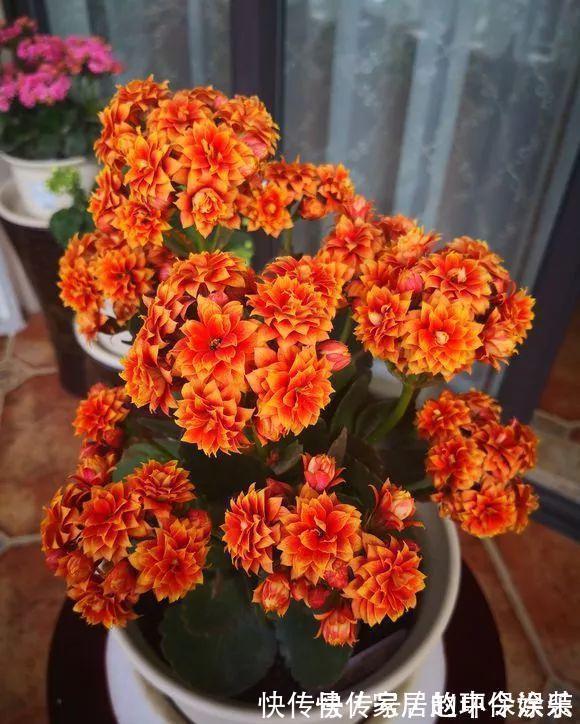 茶花|十月不知养啥花?看看这六种,好养又漂亮,可以放心入手