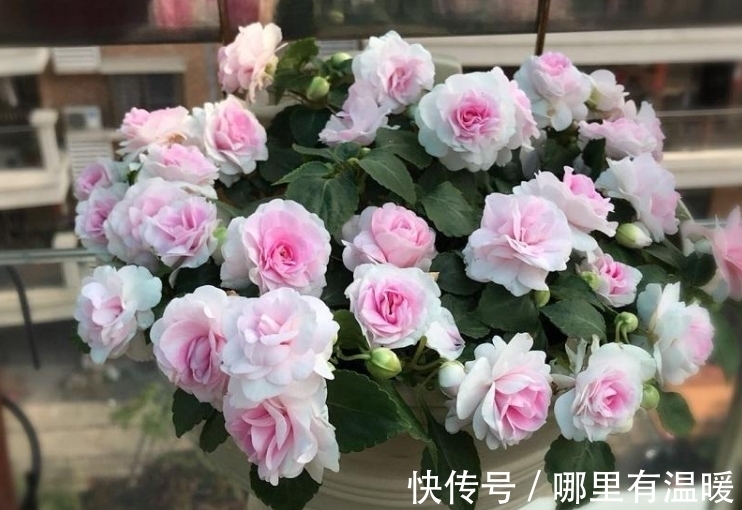 天竺葵|6种漂亮的花，吊着养最合适，能够开成“花球”，太美了