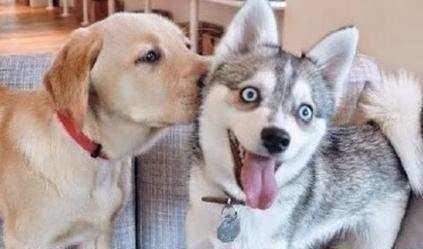 从句式!千古绝对!上联“一个人,一条狗,东南西北到处走”,下联很经典