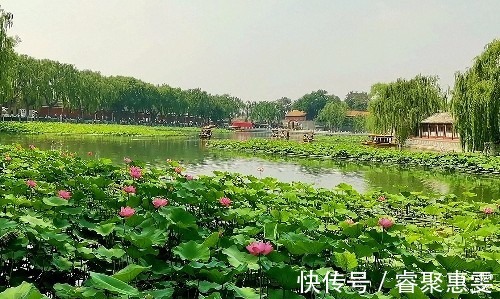 荷花|北海公园荷花盛开，形成接天莲叶无穷碧，映日荷花别样红的美景