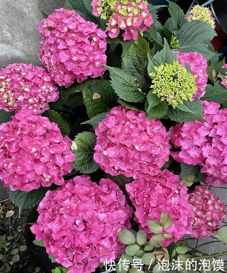 无尽夏|养花不在多,阳台种一棵“玫红妈妈”,花大色艳,开花满阳台