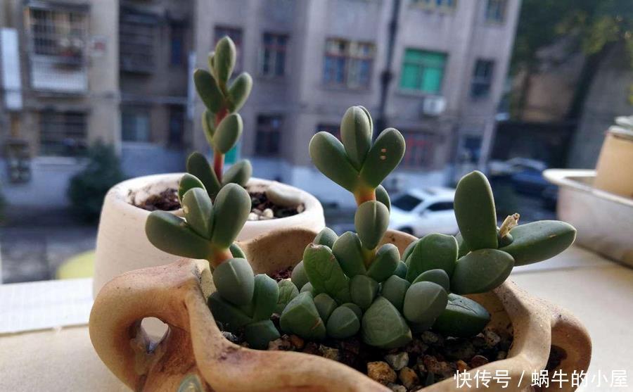 阳台上|如何快速养成鹿角海棠,学会这几点就好