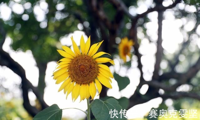 向阳|热浪滚滚 向阳而生 申城向日葵花海上线啦