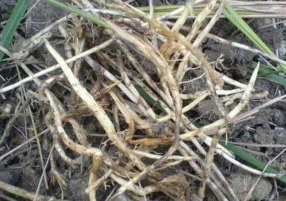 天然|天然“抗癌王”被发现,不是大蒜更不是花菜,而是它,遇到要珍惜