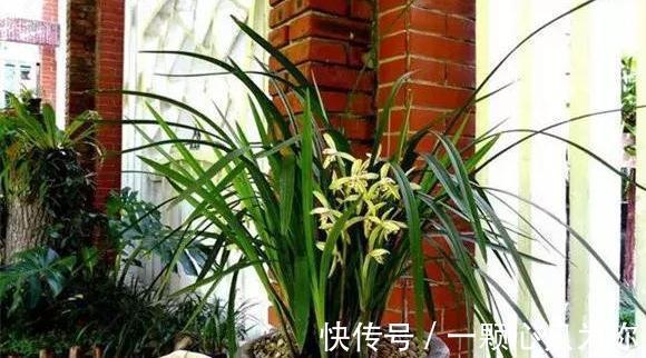 植物盆土积水,烂根严重,4种东西垫盆底,再也不用担心了