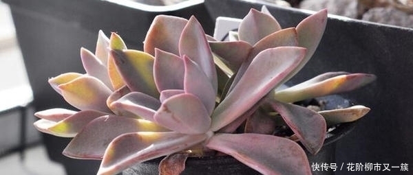 多肉底叶干枯，该不该摘掉看看老花农如何解决