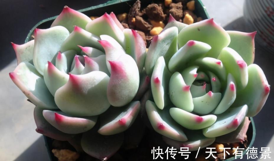 多肉|炎热的夏季养殖多肉吉娃娃,呵护好这几点,莲花头漂亮极了