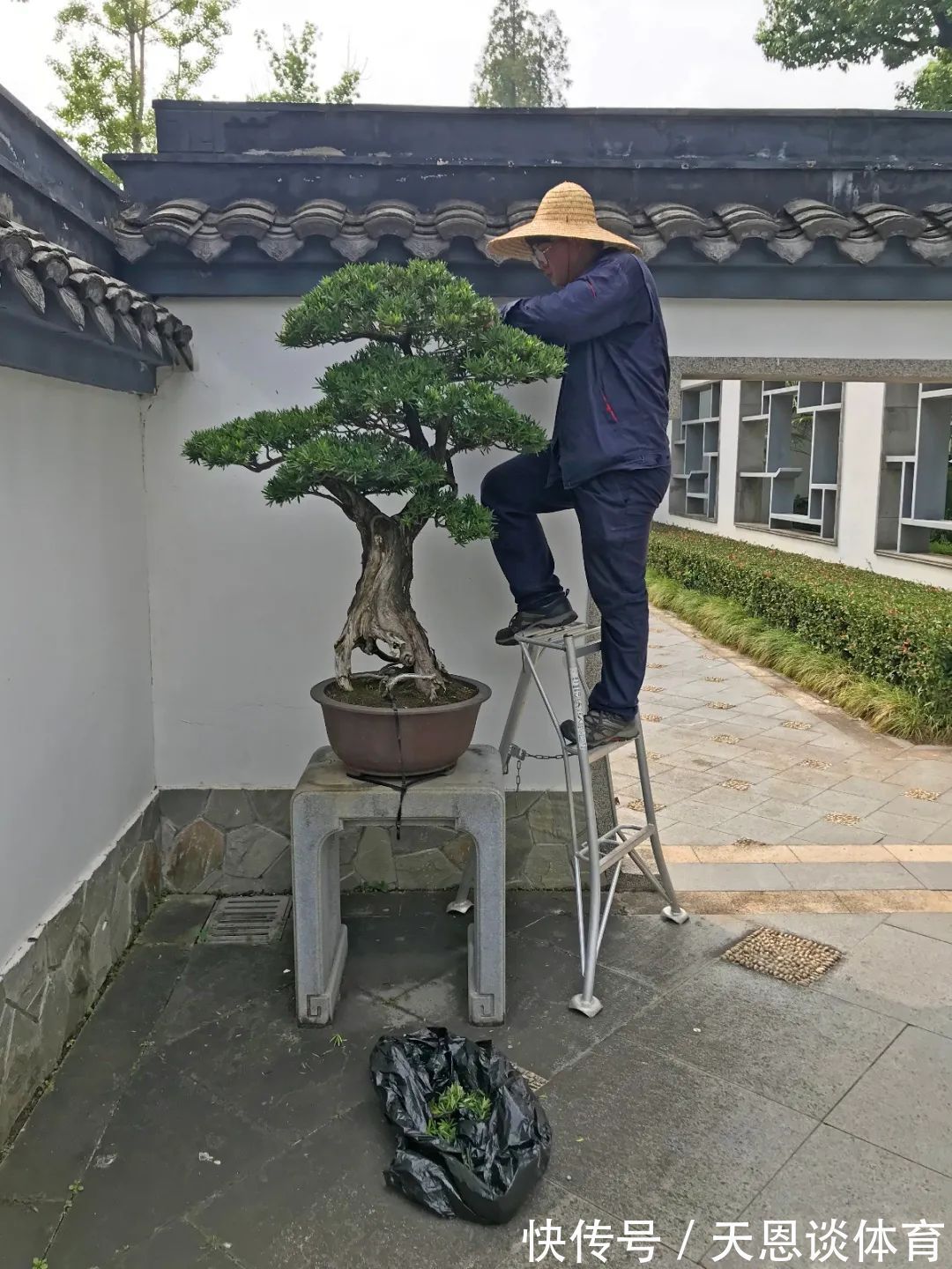 7种树“进宅”,旺财镇宅,延绵百年,家里有地方,一定养一棵