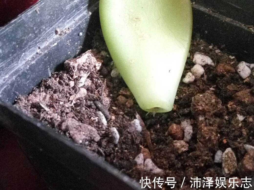 叶插|秋天养多肉赶紧叶插，这么做插几片就能活几片，插出满阳台的肉崽