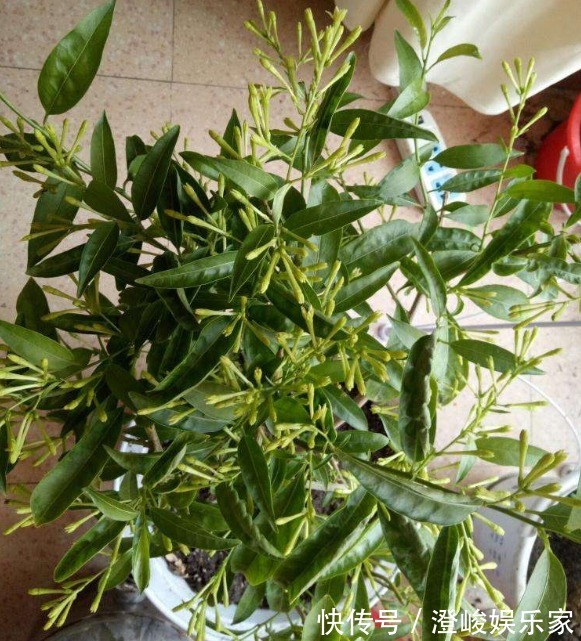 夜来香|有“1种花”,花香浓郁很好闻,还能防蚊虫,真是夏季必养花卉