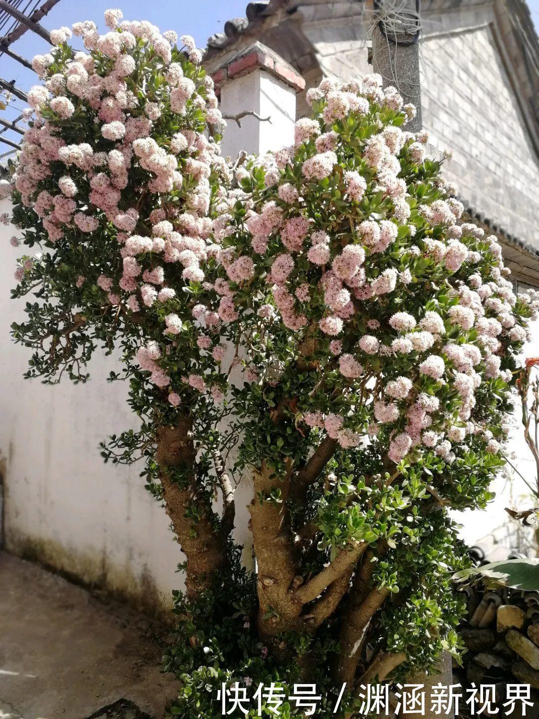 树桩|会养花的人都选它,耐旱又好活,2年养成小树桩!