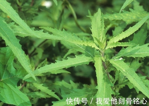 土荆芥|闻着臭,煮熟是香的,曾拿来喂猪,却是治疗鼻炎的良药,你可认识