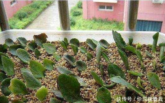 这两种盆栽还要买?摘片叶子,随手一插就能活,送人都送不完!