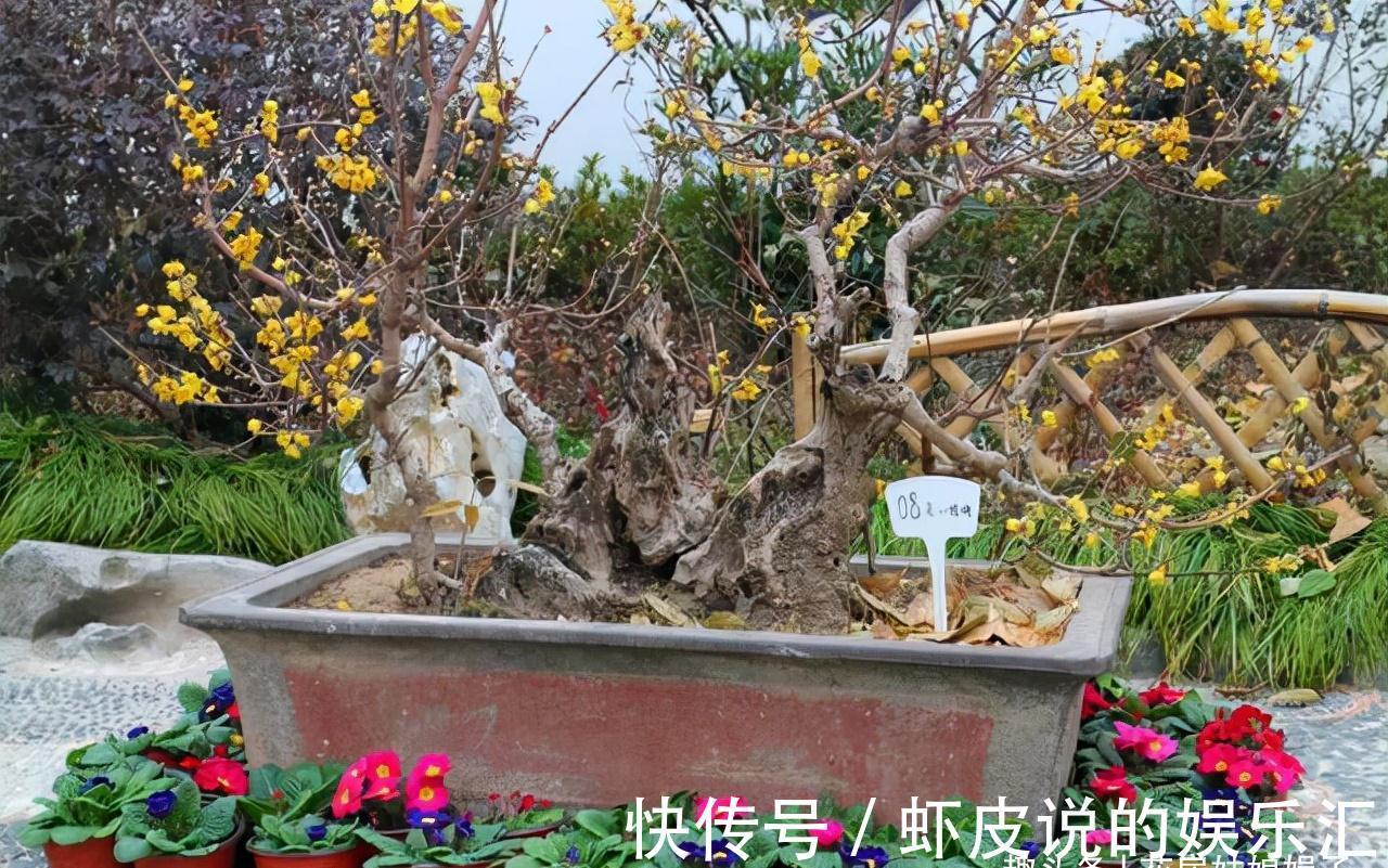 14种冬天开花的花卉，好养不娇气，为冬天添一抹色彩