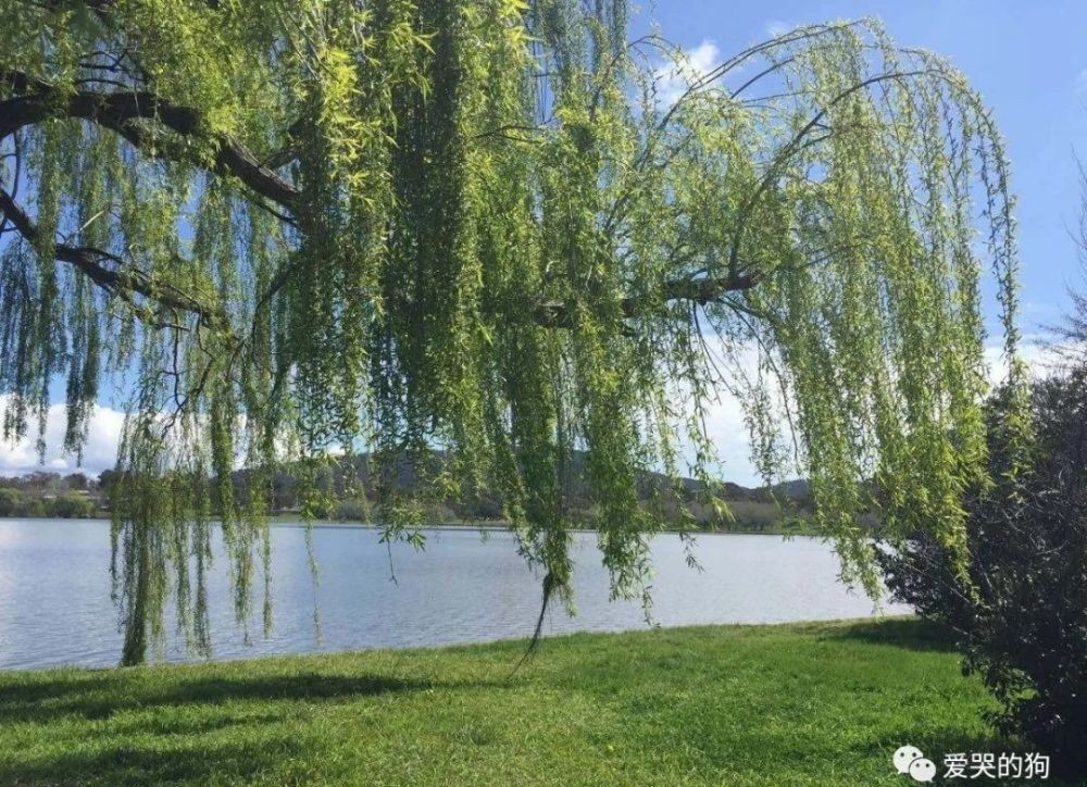 诗人|曾巩的咏物诗别具一格,这首经典的《咏柳》,每一句都有深意