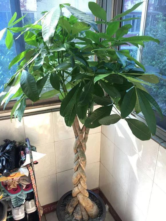 6种花,冬天必须“虐着养”,多浇水多施肥,就是帮倒忙!