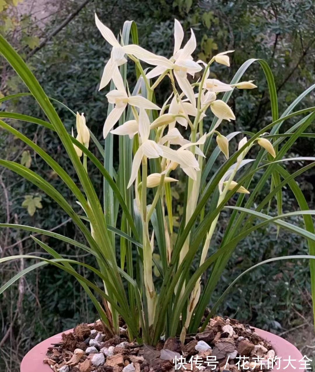 浇水|兰花中的珍品大雪素，花如其名雅致素朴，简单养殖就能爆盆