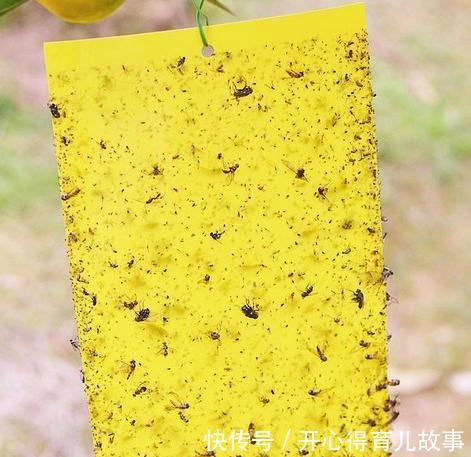 月季的叶片很多瘢痕还畸形,芽也黑了,怎么回事,是小虫在作怪