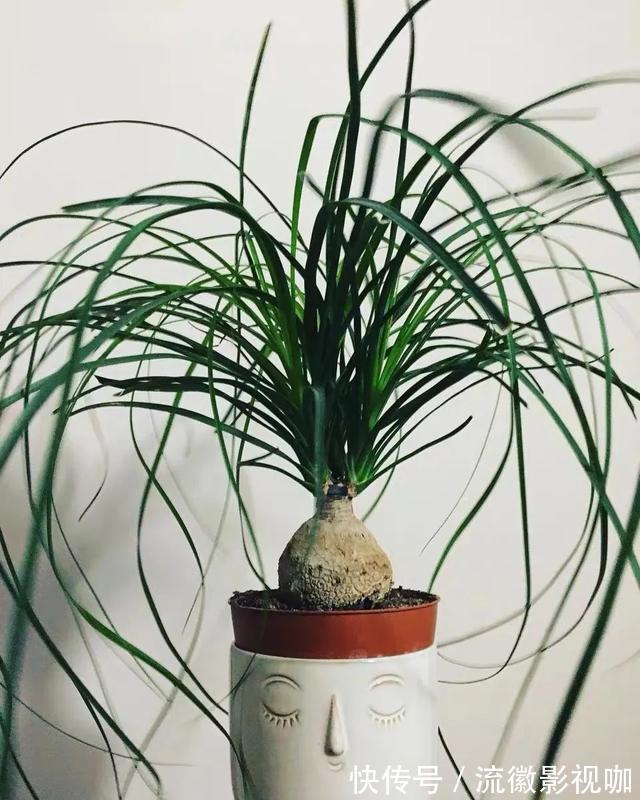 腐殖质|8种“丑花”,个个都有好兆头,家里养几盆,镇宅吉祥,越养越爱