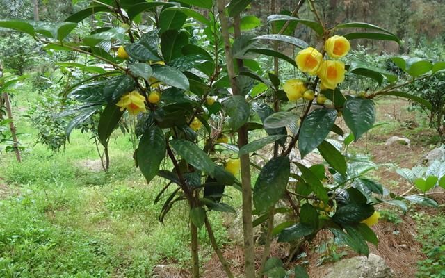 山中若|山中若见此物,请答应我,双手插袋,不要取下