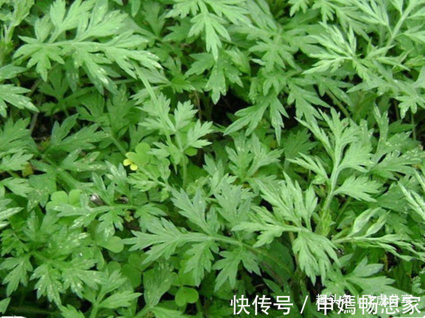 辟邪|农村到处都有的一种草，挖回去做盆栽，人人都喜欢