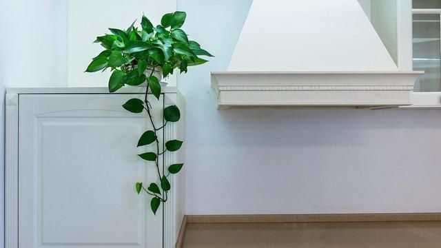 叶子|立秋后养绿萝,别只用“清水”,加点它,叶子油绿,一蹿2米长