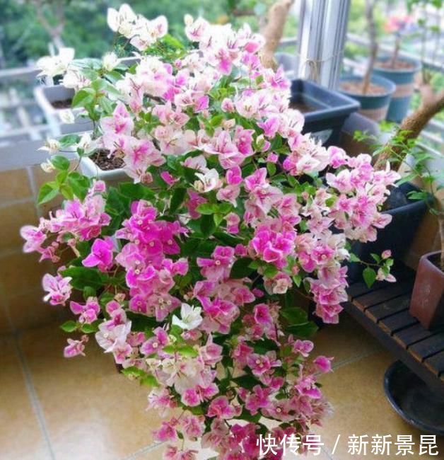 家里养上4种花,全年开花不断,养在阳台,轻松开成花海!
