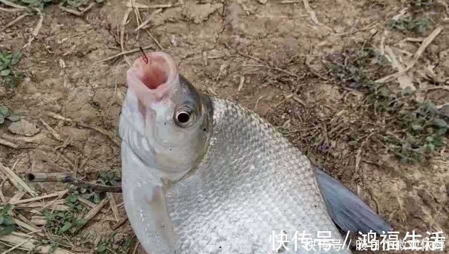 果不其然，这钓法才是“对付”鳊鱼的最佳利器，每次扬竿必有鱼！