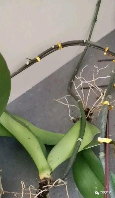 养花全靠“捡”，出门遇见这些东西捡回家，都是养花的宝贝！