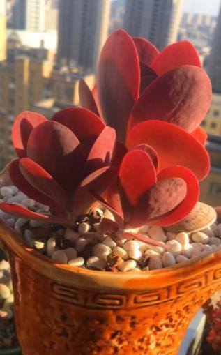 10月养多肉唐印，了解掌握5个要点，叶片红艳似蒲扇，美极了