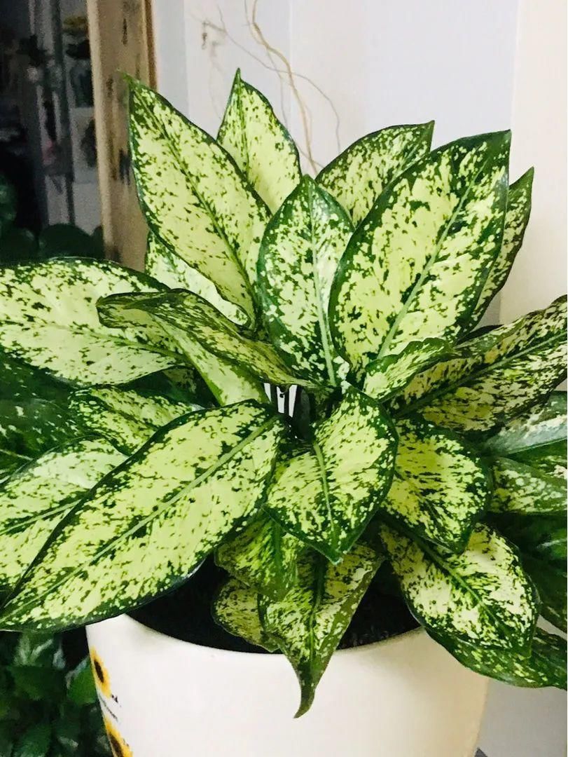 香味|卧室不能养的花,对身体有大危害,一盆也不行