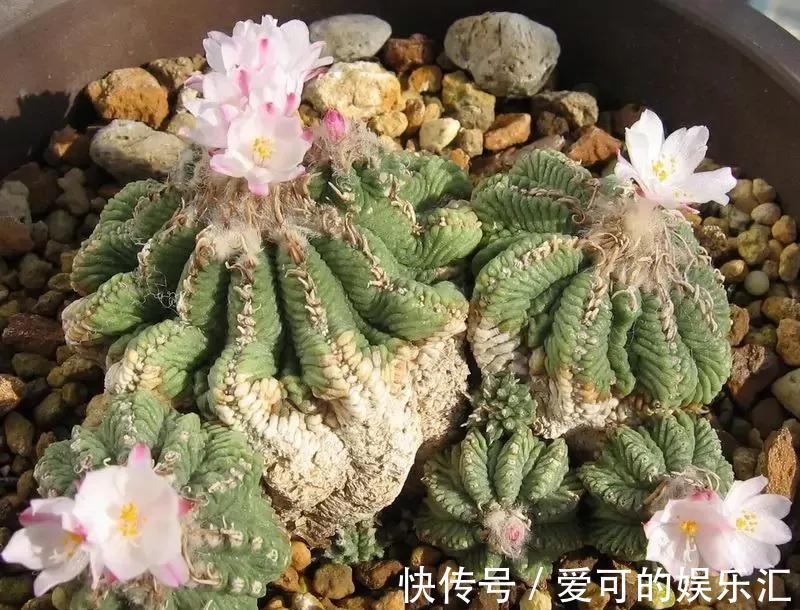 公布五款最贵的多肉名单,大多数人都养不起,最贵一种价值百万