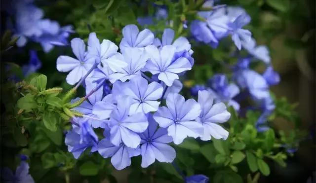 这些花卉太阳越大,花开越鲜艳,最适合夏季来养了!